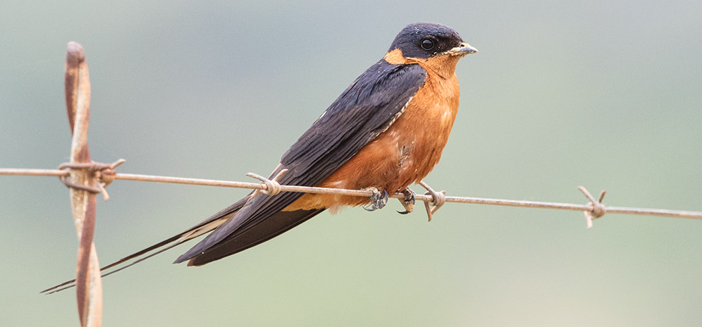 Red-breasted Swallow